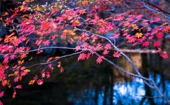 2019年免费观看最新肉动漫